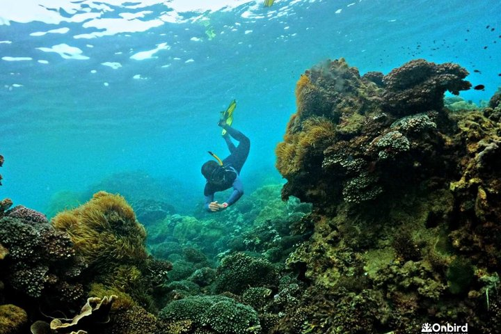 PRO-SNORKELING to Explore The Coral Jungle REEF (MAX 10 PAX) - Photo 1 of 25
