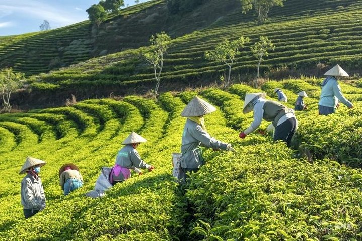 Experience the serene beauty of tea picking in lush green hills where the freshness of Dalat's landscapes rejuvenates the spirit and creates lasting memories amidst nature's bounty.