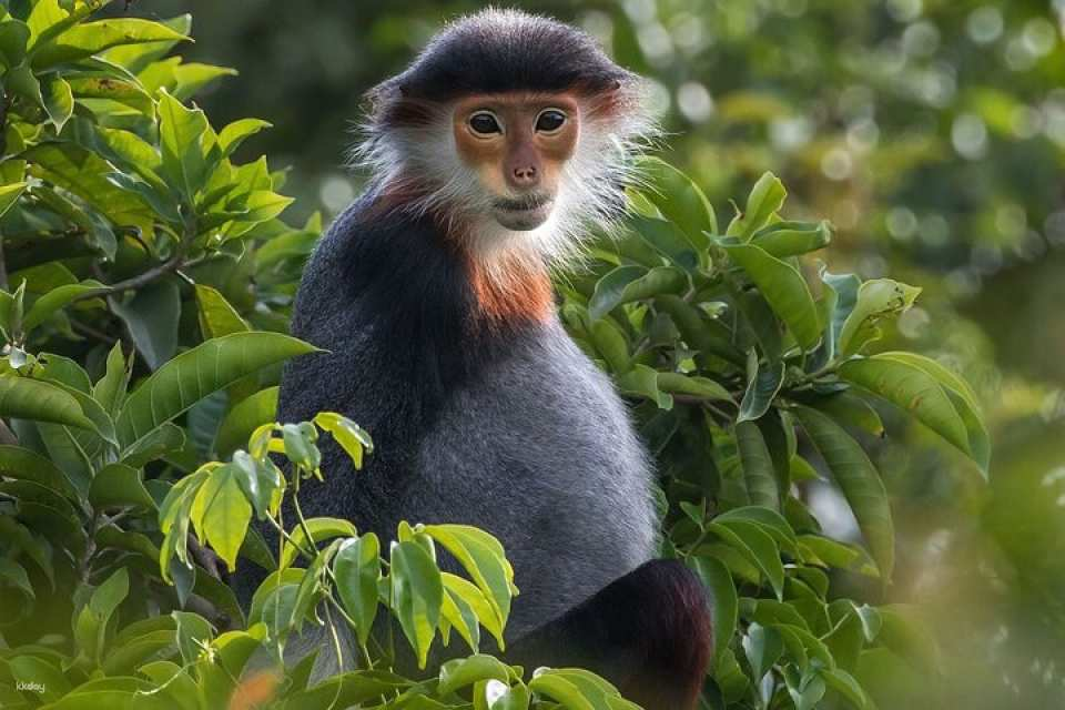 Ride to the Clouds: A Motorbike Journey Son Tra Peninsula - Photo 1 of 6