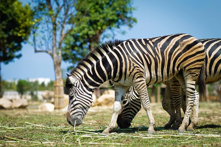 South Hoi An River Safari With Candle-lit Beach Dinner - Photo 1 of 8