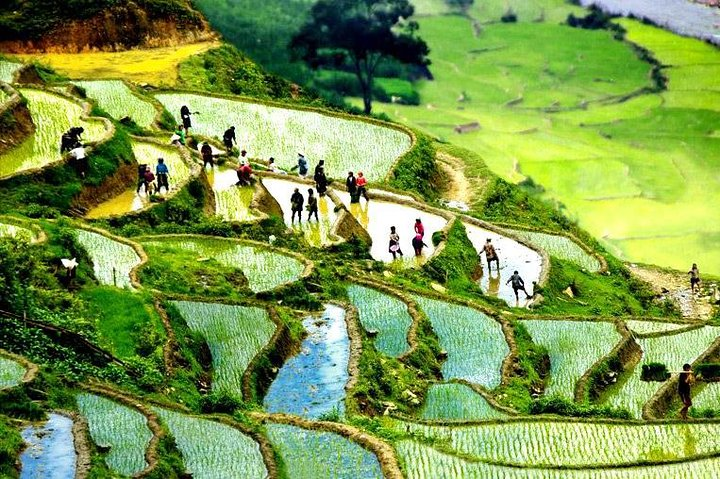 Terraced fields of Sapa