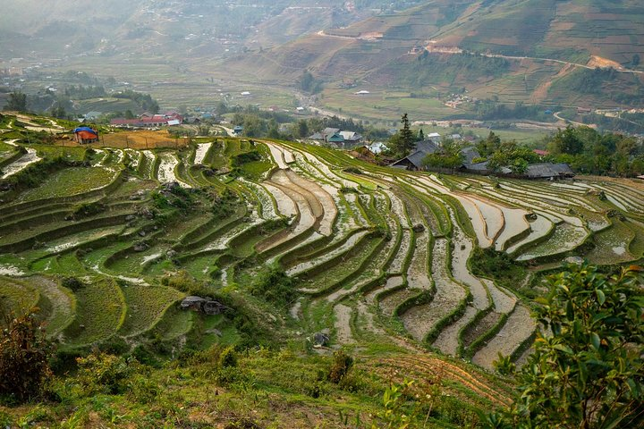 Rice terraces of my family