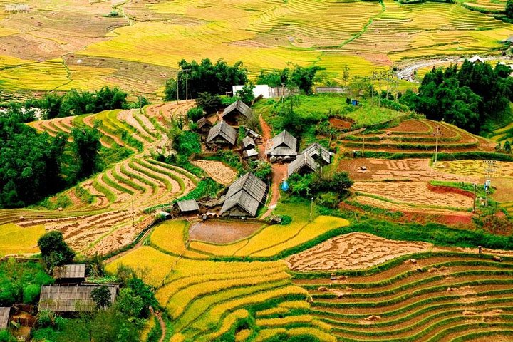 Harvesting rice crop in Sapa