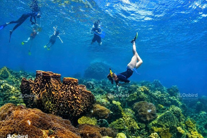 Island Chillax Hideaway: Snorkeling & Sunset BBQ [MAX 12 PAX] - Photo 1 of 25