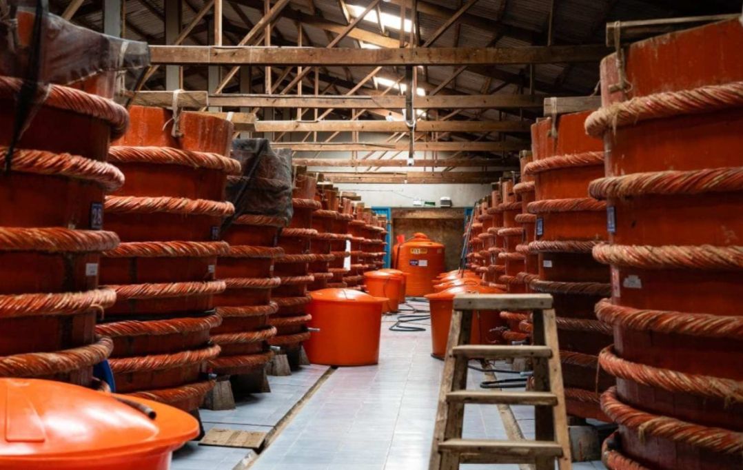 Discover the intricate process of fish sauce production in Phu Quoc. Witness the traditional methods that enhance local cuisine all while exploring the rich cultural heritage of the island.