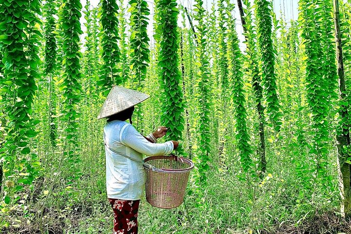 Tam Hiep Island Expedition: Unveiling the Mekong Delta's Treasure - Photo 1 of 8