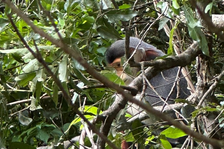 Son Tra: Ban Co peak; red-shanked douc langurs and Lady Budha - Photo 1 of 14