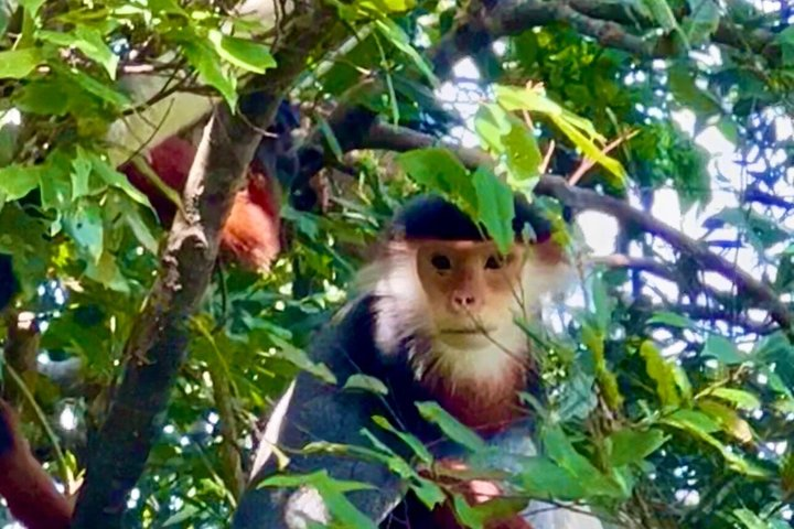 Son Tra: Ban Co peak; red-shanked douc langurs and Lady Budha - Photo 1 of 25