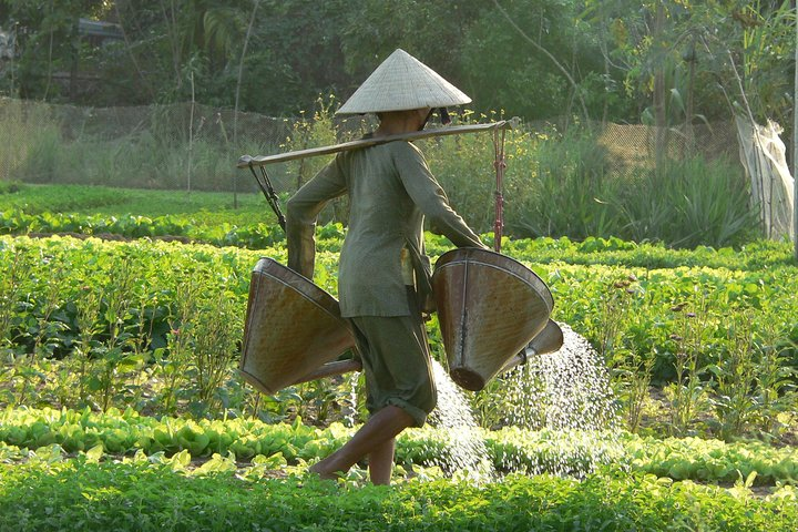 Tra Que Vegetable Village And Sunset Cruise On Thu Bon River  - Photo 1 of 9