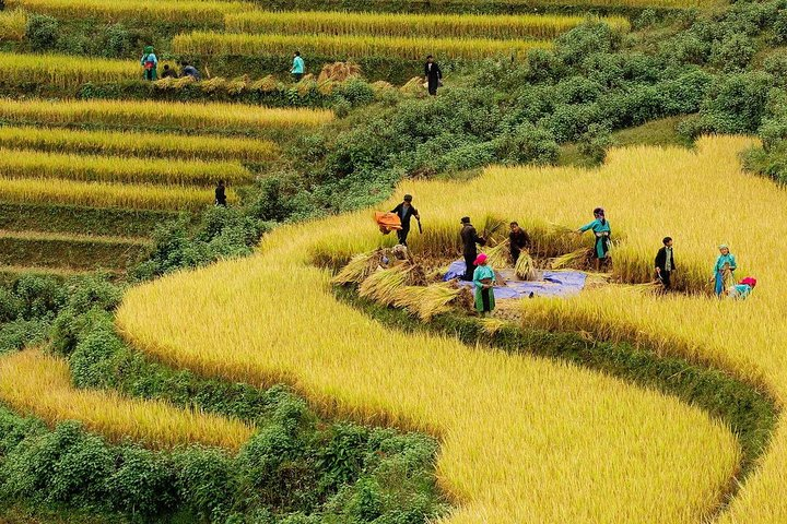 Trekking through Hoang Su Phi rice fields 4 days 3 nights - Photo 1 of 12