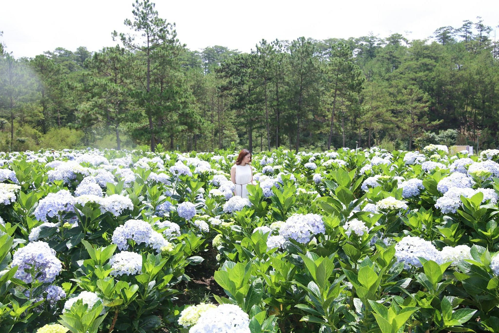 Valley of Love Da Lat: Admission Ticket - Photo 1 of 13
