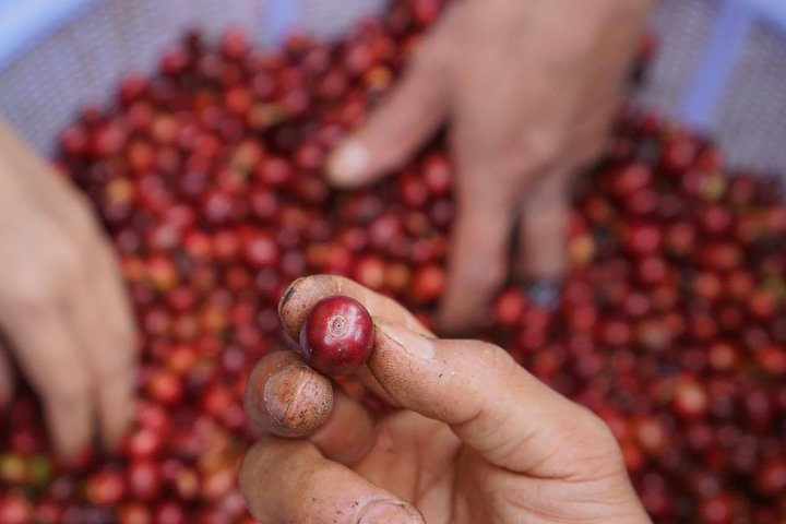 Vietnamese Coffee Master Class - Photo 1 of 5