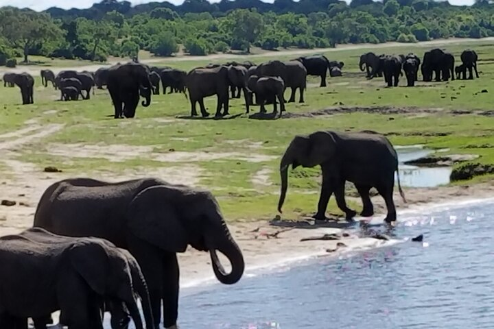 Chobe day trip from livingstone | Insiderpuj.com