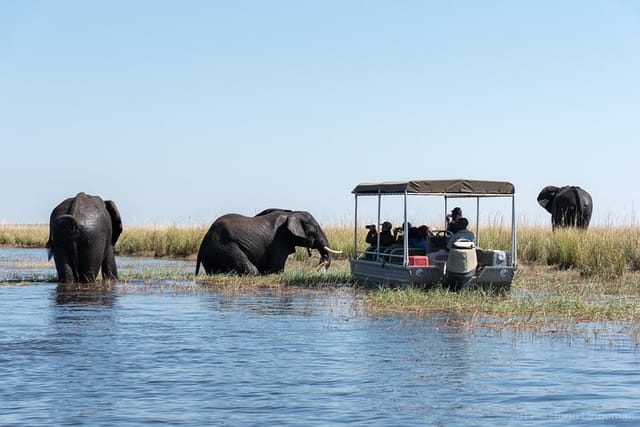 Chobe day trip from livingstone | Insiderpuj.com