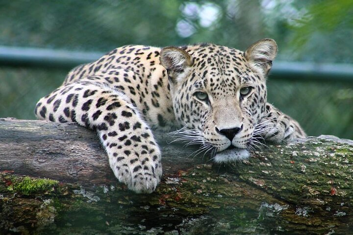Full-day Safari Tour in Chobe - Photo 1 of 13