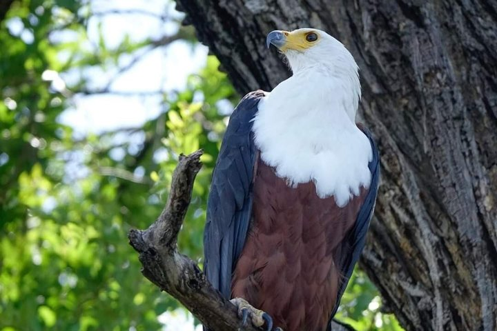 Half-Day Birding Tour of Livingstone - Photo 1 of 17