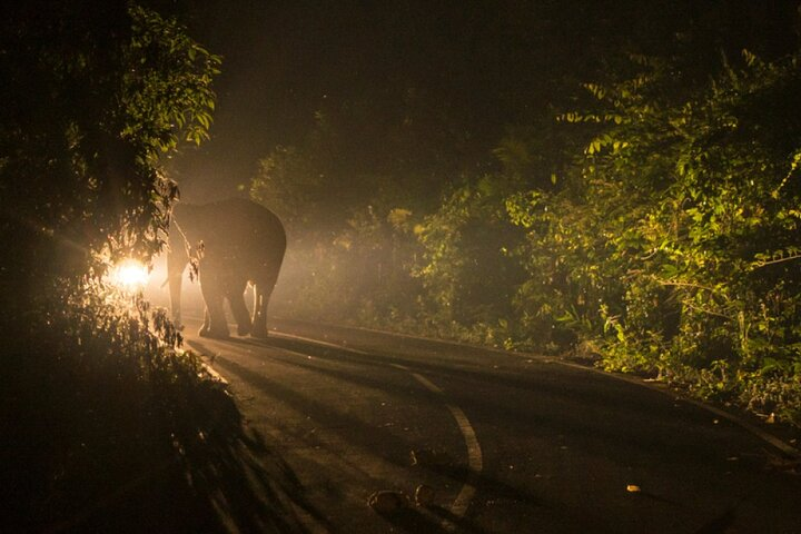  4x4 Bush Safari at Night - Stargazing - Wildlife Search *F-D-ES - Photo 1 of 7