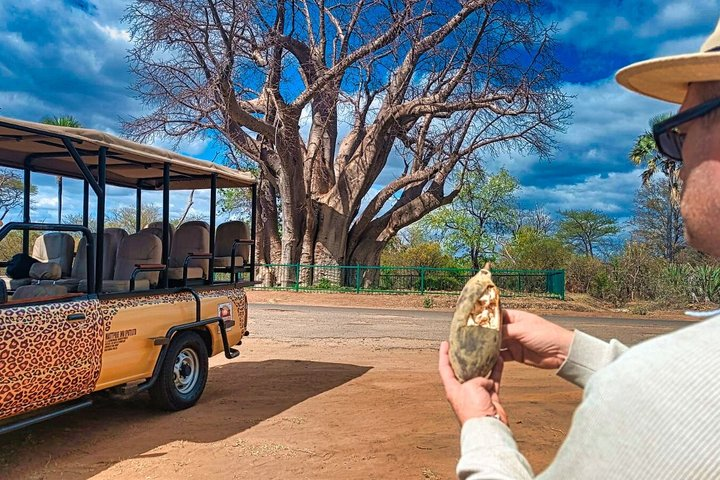 4x4 Baobab Safari near Victoria Falls *small groups only *D-F-ES - Photo 1 of 18