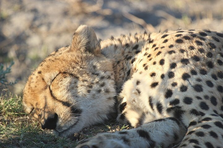 7Days 6Nights Botswana Highlights Safari - Photo 1 of 6