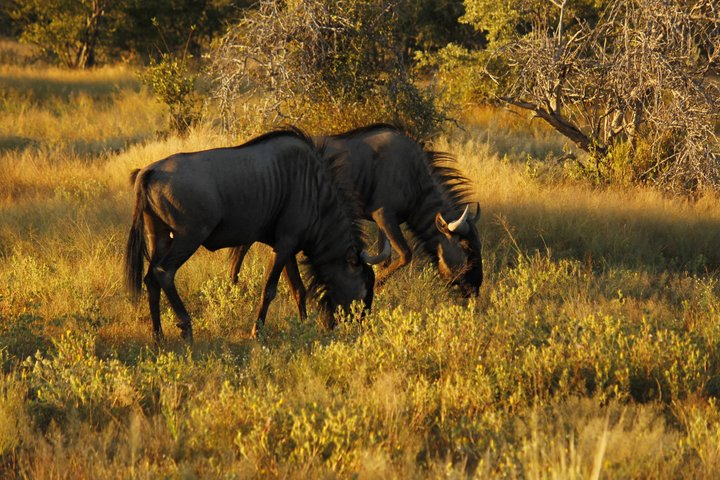 Chobe Full Day Trip - Photo 1 of 25