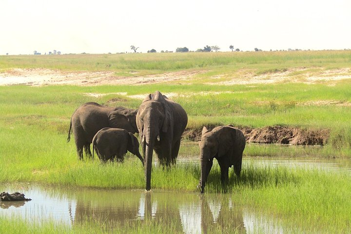 African elephant at the Chobe national park
