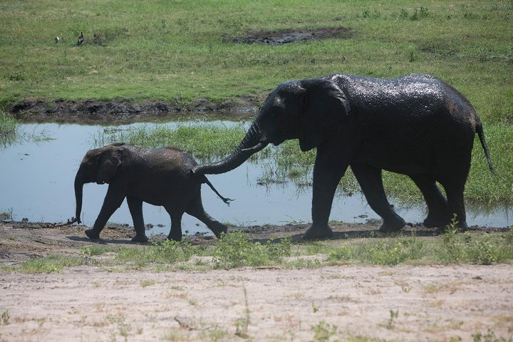 Chobe half day trip  - Photo 1 of 13