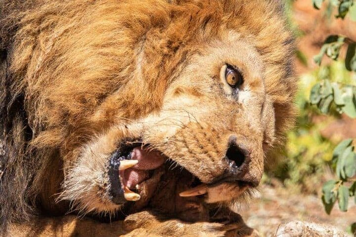 Lion Experience - Photo 1 of 6