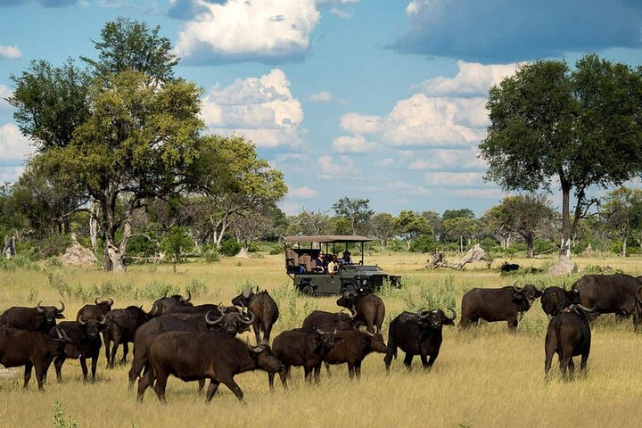 Chobe National Park Small Group Day Safari from Victoria Falls - Photo 1 of 15