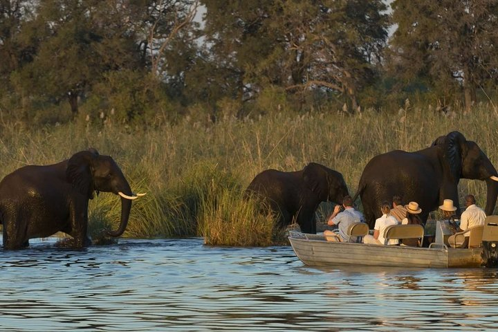 Elephants Along the Zambezi River
