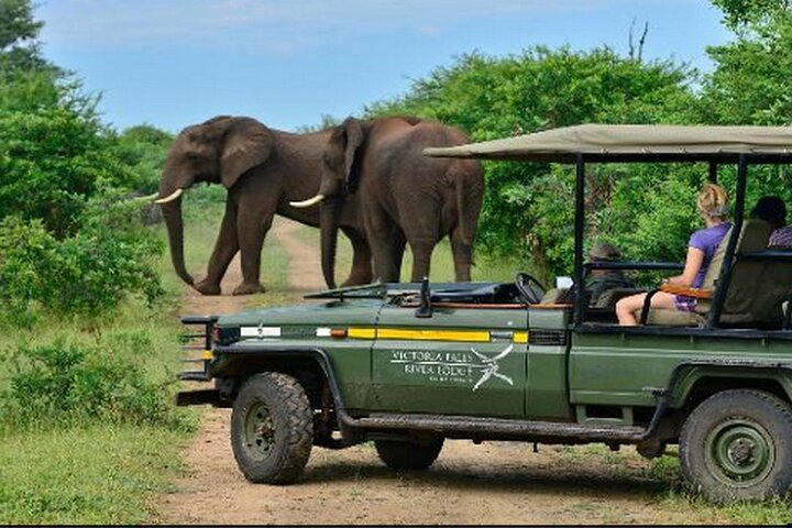 Game Drives in the Zambezi National Park - Photo 1 of 6