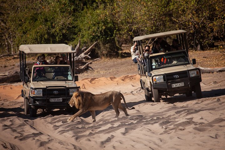  Chobe Day Trip From Victoria Falls - Photo 1 of 5