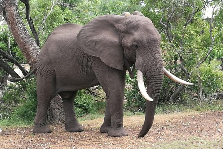 Chobe Full Day Safari