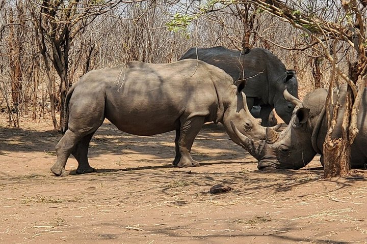 Rhino Safari Walk in Livingstone - Photo 1 of 17