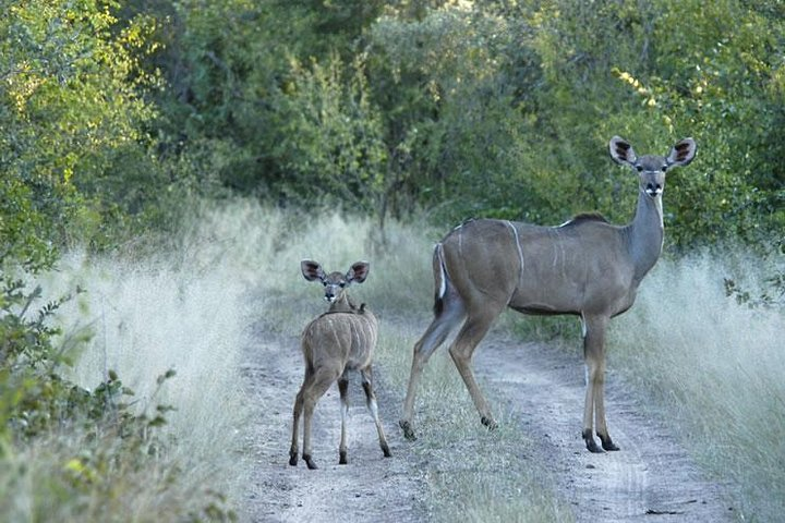 Victoria Falls Safari and Cultural day trip - Photo 1 of 14