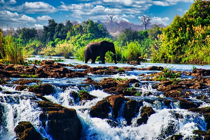 View of The Falls+Bridge Experience, 2 Hr Guided Walking Safari - Photo 1 of 12